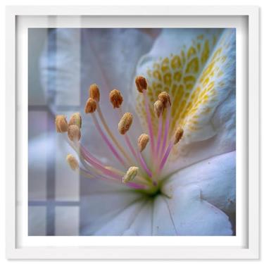 Imagem de Forest of Anthers I Shadowbox Print Floral Wall Art por Notoriart, moldura branca, 78 x 79 cm