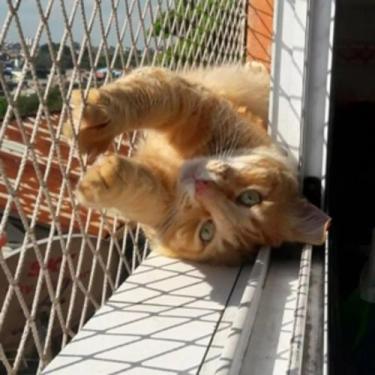 Imagem de Kit Malha 3x3 Rede Tela de Proteção 1.20X1.90 Para Gatos Filhotes, Pás