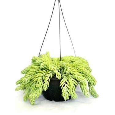 Imagem de Suculenta Rabo De Burro Sedum Morgenianum - Inspira Flora