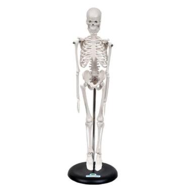 Imagem de Esqueleto Humano de 45 cm Altura com Suporte, Anatomia - SDORF