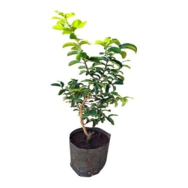 Imagem de Excelente Muda De Resedá Branco - AMK - Jardinagem e Paisagismo