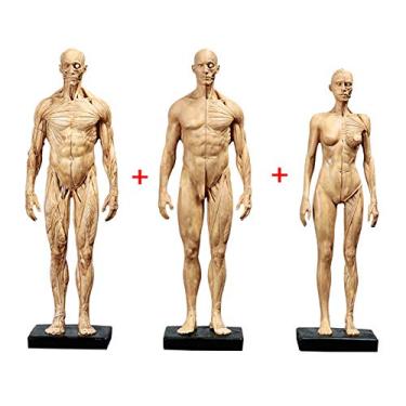 Imagem de EHVYBDX Figura de anatomia feminina e masculina de 28 cm e modelo ósseo muscular masculino - Figura de anatomia humana - Modelo de pintura anatômica do músculo esqueleto humano - para referência para