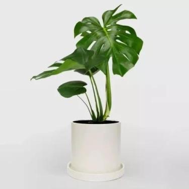 Imagem de 1 Muda De Costera De Adão Monstera Deliciosa Folhagem Jardim - FLORA F