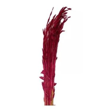 Imagem de Folhagem Capim Chorão Vinho Desidratado Arranjo Decoração - FLORA FULL