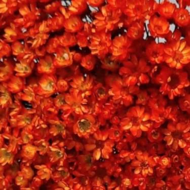 Imagem de 1000 Flores Sempre Vivas  COLORIDAS para casamentos e decoração - Viva