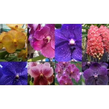 Imagem de 3 Mudas Jovens De Orquidea Vanda Pronta Entrega - doce l@r