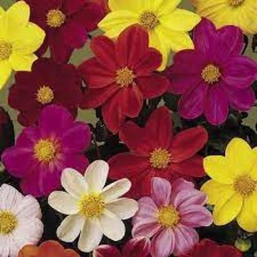 Imagem de Dália Coltness Sortida - 300mg de Sementes / Flores - Feltrin