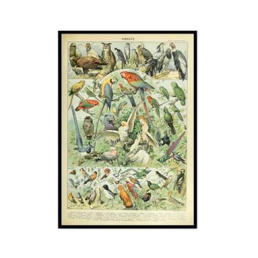 Imagem de Pôster vintage com estampa de pássaros franceses ornitologia, presentes para pássaros, educação, arte de parede, pintura em tela, sala de estar, decoração de casa (SKU2, 20,3 x 30,5 cm = (20 x 30 cm