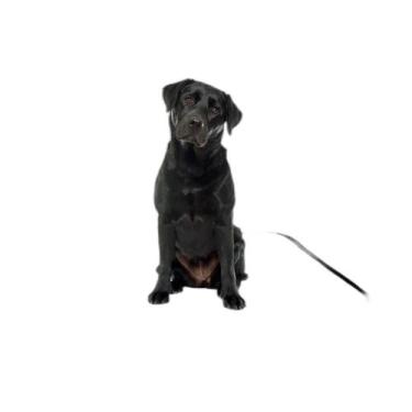 Imagem de Tapete Para Cães Higiênico Em Oferta 10 Un P 50X60Cm - Shelby Moda Pet