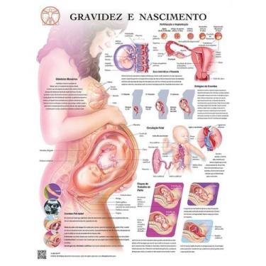 Imagem de Pôster Gravidez E Nascimento - Body Scientific