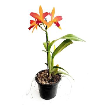 Imagem de Orquidea Laranja Lc.tropical Trick! Planta Adulta Com Vaso