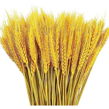 Imagem de Talos de Trigo 100 Peças Espigas Naturais Grãos para Arranjo Mesa Jantar em Casa Arte Flores Decoração Casamento