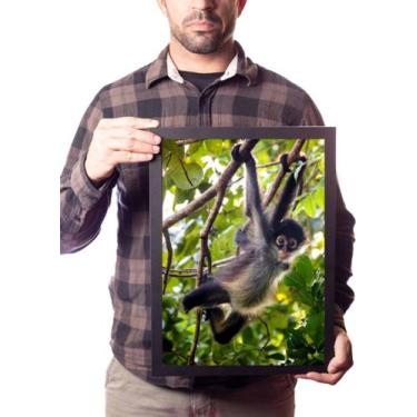Imagem de Quadro Selvagem Macaco Aranha Animal Decoração Sala - Fanarte