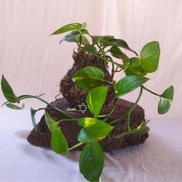 Imagem de Kokedama Planta Jiboia Verde - Arranjo Para Decoração Natural - Sitio 