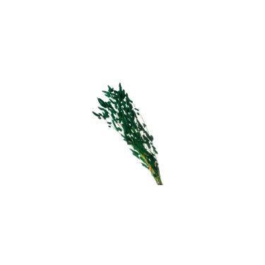 Imagem de Rabo de Coelho Desidratado - Variações - Pense Flores, Verde