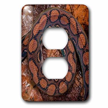 Imagem de 3D Rose LSP_228829_6 Rainbow Boa, Epicrates cenchria, Amazon, Equador. 2 plugues juvenis
