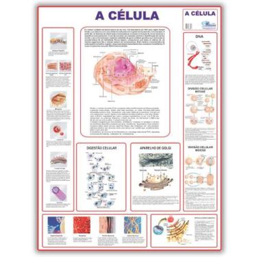 Imagem de Mapa Dobrado Anatômico A Célula 20x90 Cm - Medicina - Enfermagem - MUL