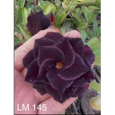 Imagem de Rosa do deserto LM 145 enxertada - dm rosa deserto