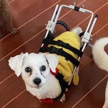Imagem de Cadeira de rodas ajustável para cães pequenos, carrinho de suporte dobrável para pernas traseiras, auxílio de reabilitação para animais de estimação idosos/deficientes, armação de metal durável
