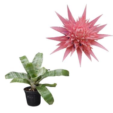 Imagem de Muda Bromelia Aechmea Fasciata Clorofito Planta Natural Rara
