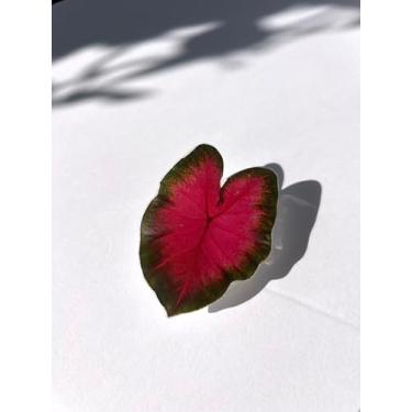 Imagem de Suporte de telefone Plant | Suporte de telefone Leaf | Suportes de telefone com folhas de filodendro, suporte de telefone expansível dobrável multifuncional, compatível com todos os smartphones (P9)