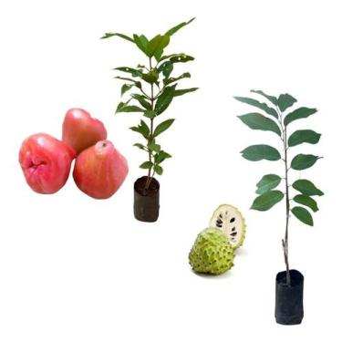 Imagem de Kit 2 Mudas - 1 Atemoia + 1 Jambo Roxo - AMK - Jardinagem e Paisagismo