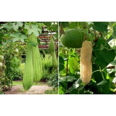 Imagem de Bucha Bob / Esponja Vegetal - 10gr De Sementes - Feltrin