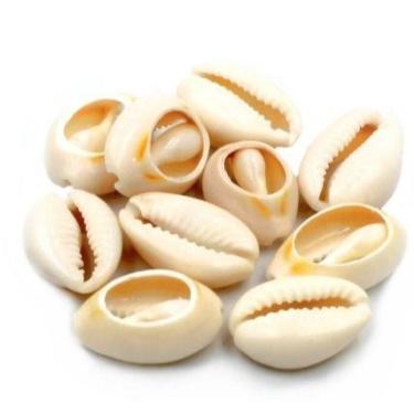 Imagem de Búzios Cozidos Abertos 100g Frutos do Mar - Sem Marca