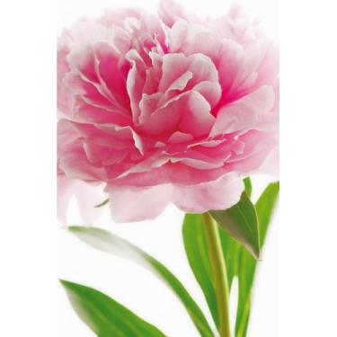 Imagem de Puff Aramado Dourado Safira Veludo Azul - V&G Decor