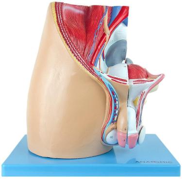 Imagem de Pelve Masculina Em Corte Mediano, Anatomia