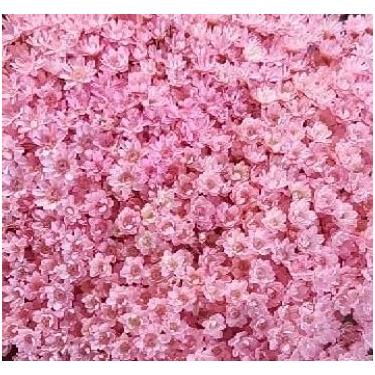 Imagem de Flor Sempre Viva Branca I Kit com ate 1.200 Flores Secas, Buquês, Decoração de Casamento e Eventos - Beleza Natural Eterna(Rosa claro,4buquês)