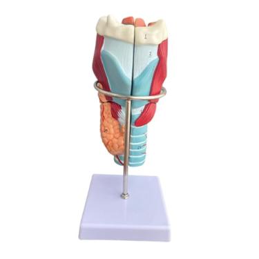 Imagem de Milageto Modelo Anatômico de Laringe Humana, Modelo de Garganta, Ampliado 2x, Profissional, Ferramenta de Exibição de Educação Científica Prática