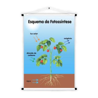 Imagem de Banner de Lona Educativo Esquema da Fotossíntese - 85x60cm - Fabrika d