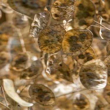 Imagem de Quadro Decorativo Sere Lunaria Detail Arte para Parede Decoração Moderna 30x30cm