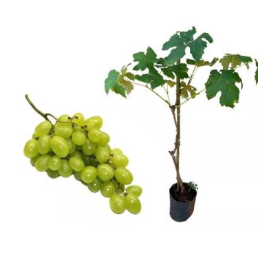 Imagem de Muda de Uva Thompson 50 a 80cm AMK - Plantas Online - AMK Jardinagem e