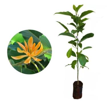 Imagem de Muda de Magnólia Amarela 50 a 80cm AMK - Plantas Online - AMK Jardinag