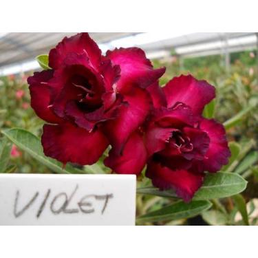 Imagem de 01 Rosa Do Deserto Enxerto violeta dobrada violet - ItaloBragaRD