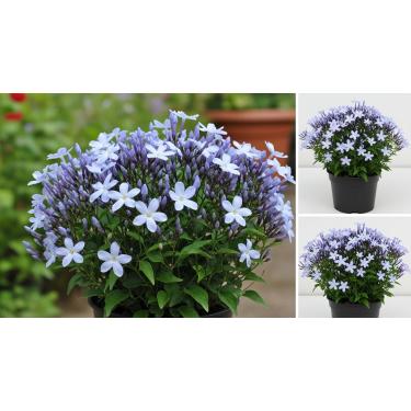 Imagem de Sementes de Jasmim Azul, 100 Unidades, Flores Exóticas para Jardim Externo, Altura até 150 cm