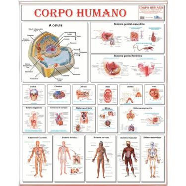 Imagem de Mapa Anatomia do Corpo Humano 120cmX 90cm Gigante