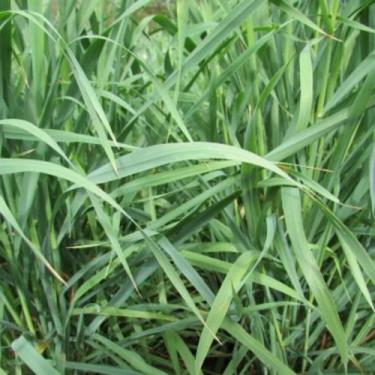 Imagem de Aveia preta - avena strigosa cv. embrapa-139 s2 (spv 80) 20 kg - PASTO