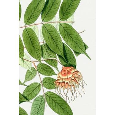 Imagem de Symmetrical leaves birthing one majestic blossem a look into the past. 50pages 6x9in college ruled line paper