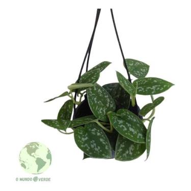 Imagem de Muda Planta Jiboia Prateada Bem Cuidada Para Colecionador - O Mundo Ve