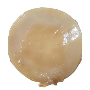 Imagem de Kippys Scoby de Kombucha com Guia + Chá Verde