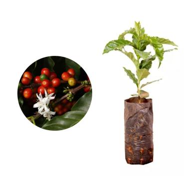 Imagem de Muda de Café Iapar (Coffea arabica var. Iapar-59) Altura de 20 a 40cm – planta frutífera produtiva, resistente ao frio, ideal para vasos ou solo, cultivo doméstico e sistemas agroflorestais