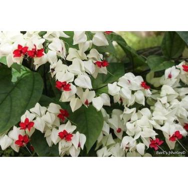 Imagem de Muda da Flor Lágrima de Cristo Branca - Clerodendron Thomsoniae - no-b