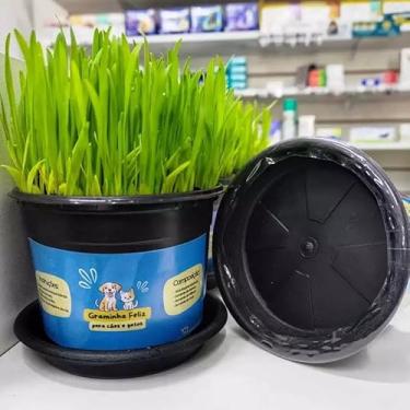 Imagem de Kit Sementes Graminha para Gatos e Cães - Elimina Bolas de Pelos e Ajuda na digestão