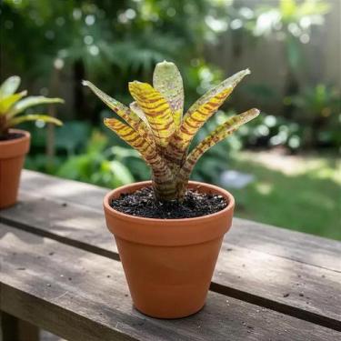 Imagem de Bromélia Neoregelia Ampullacea - Planta Adultas com Mudas - Orquidário