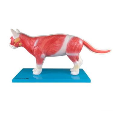 Imagem de Modelo Anatômico Gato Desmontável 11 Partes Corpo Felino Didático Vete