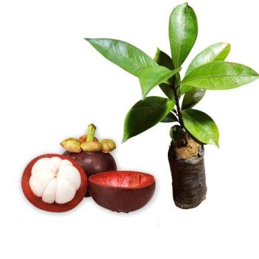 Imagem de Muda de Mangustin 20 a 40cm AMK - Plantas Online - Genérico