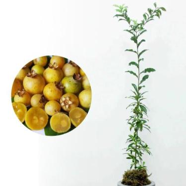 Imagem de Muda de Guavira 20 a 40cm AMK - Plantas Online - Genérico